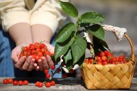 5月18日至6月16日，“櫻桃之約”邀你共赴！